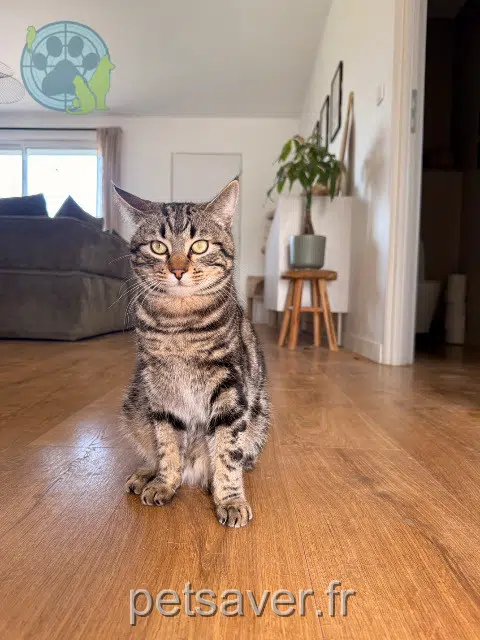 chat lost 31620 Bouloc Blue