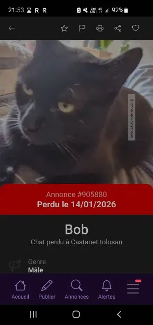 chat lost   31320 Castanet-Tolosan Bob