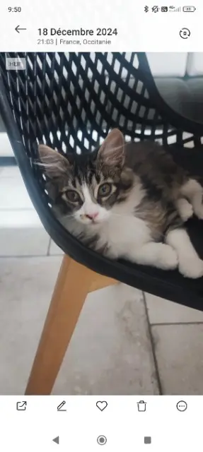 chat lost   31190 Esperce Boo