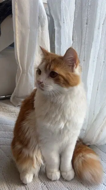 chat lost   31600 Muret Bouba