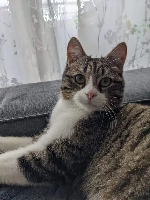 chat lost   31240 L'Union Boubou