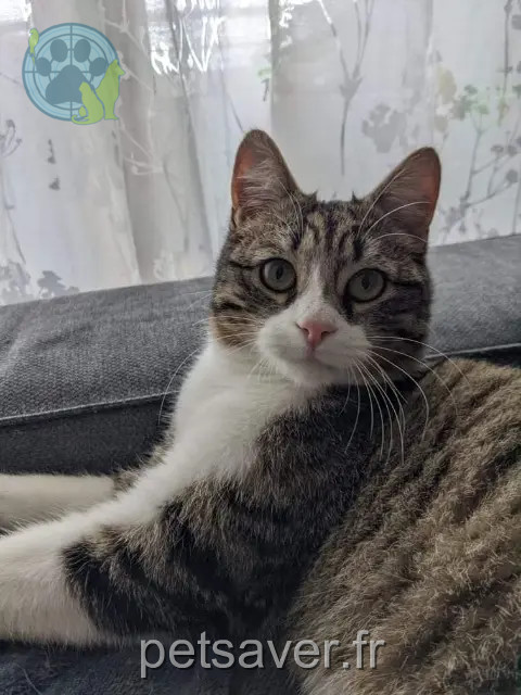 gato perdido 31240 L'Union Boubou gato lost 31240 L'Union Boubou