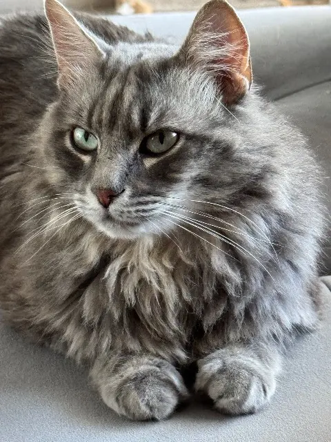 chat lost   31700 Cornebarrieu Bouille
