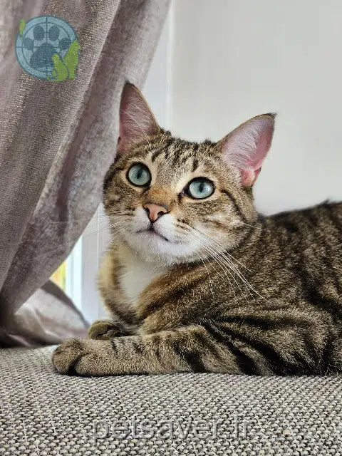 gato lost   31190 Auterive Buck