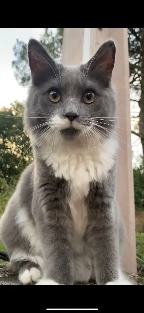 Kater vermisst 31700 Cornebarrieu Bulut Kater lost 31700 Cornebarrieu Bulut