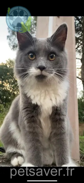 kater vermist 31700 Cornebarrieu Bulut kater lost 31700 Cornebarrieu Bulut