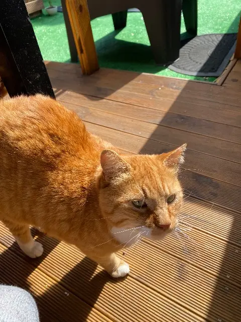 chat lost   31120 Pinsaguel Calisson