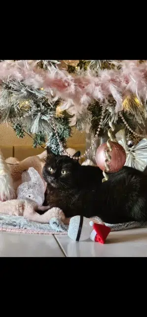 chat lost   31470 Saint-Lys Cartouche