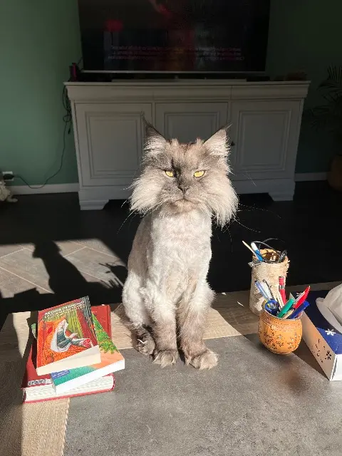 chat lost   31380 Montastruc-la-Conseillère Casimir