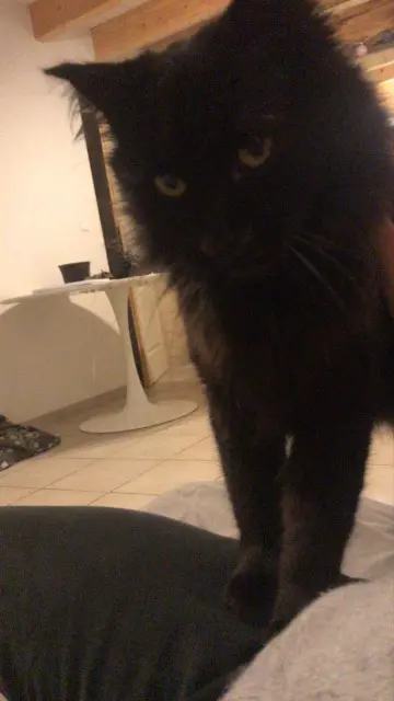 chat lost   31350 Blajan Chacha