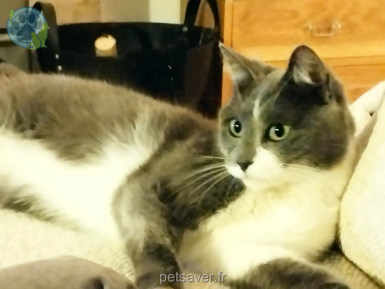 kater vermist 21 Rue Nicoulaou 31130 Balma Chaplin kater lost 21 Rue Nicoulaou 31130 Balma Chaplin