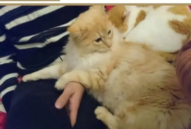 chat lost   31190 Auterive Charly