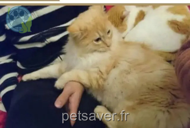 kater vermist 31190 Auterive Charly kater lost 31190 Auterive Charly
