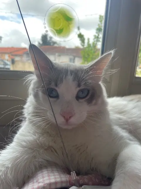 gatto perso 31140 Launaguet Charly gatto lost 31140 Launaguet Charly