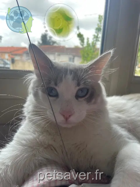 cat lost 31140 Launaguet Charly cat lost 31140 Launaguet Charly