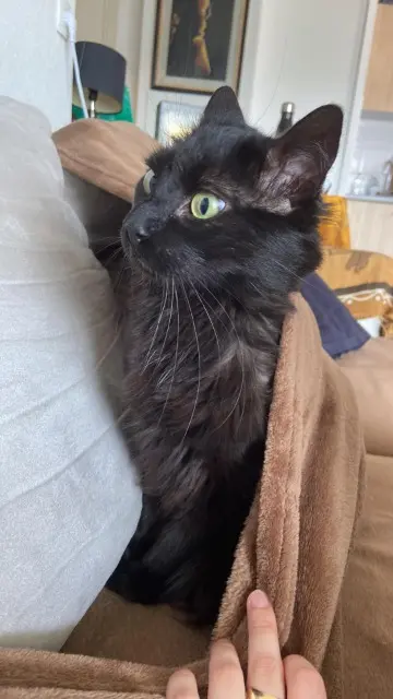 chat lost   31210 Martres-de-Rivière Chester