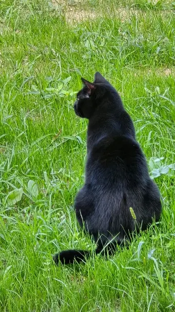 chat lost   31860 Labarthe-sur-Lèze Chipoti