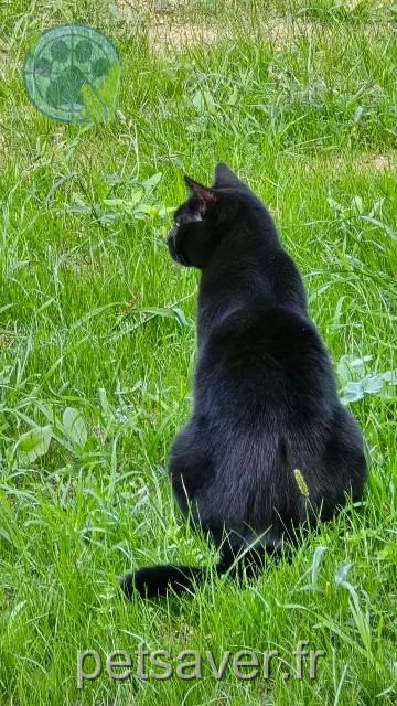 Kater vermisst 31860 Labarthe-sur-Lèze Chipoti Kater lost 31860 Labarthe-sur-Lèze Chipoti