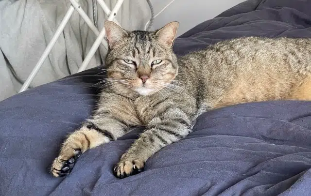 chat lost   31240 L'Union Churchill