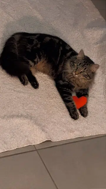 chat lost   31270 Frouzins Coca