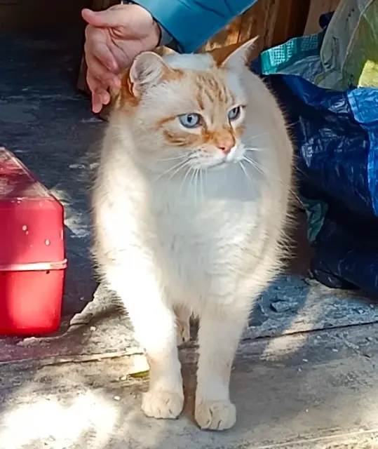 chat lost   31750 Escalquens COTON