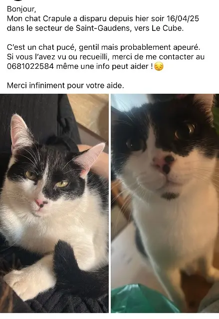 chat perdu 31800 Saint-Gaudens Crapule chat lost 31800 Saint-Gaudens Crapule