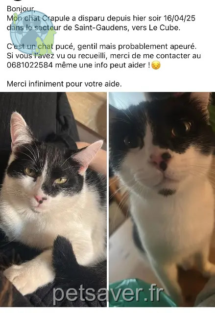 chat perdu 31800 Saint-Gaudens Crapule chat lost 31800 Saint-Gaudens Crapule