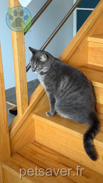 gato perdido 31140 Aucamville Dax gato lost 31140 Aucamville Dax