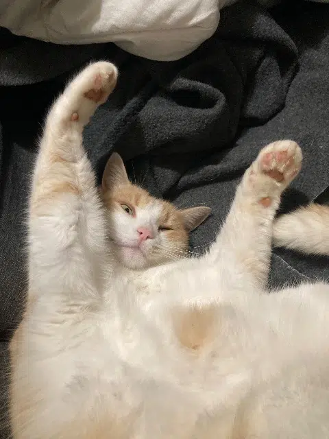 chat lost   31480 Cadours Djax