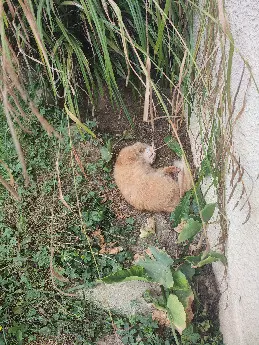 Chat Perdu 31 Haute-Garonne Chat Perdu 31 Haute-Garonne