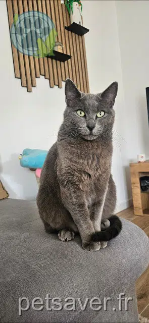 chat lost   31140 Launaguet Eden