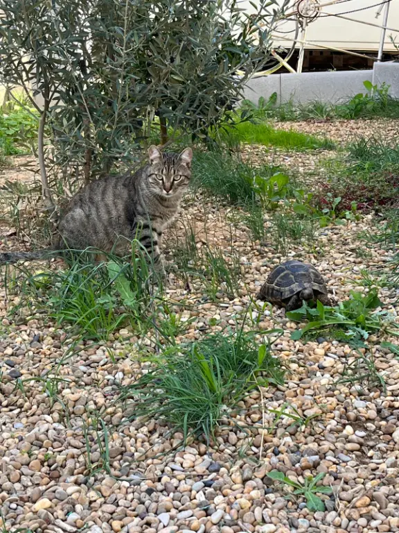 Chat Perdu 31 Haute-Garonne - Elysa