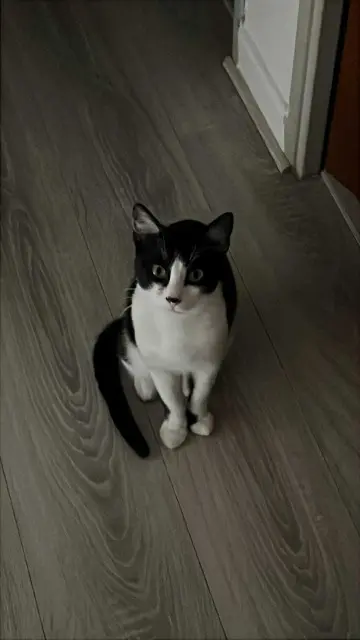chat lost   31140 Saint-Alban Ferdinand