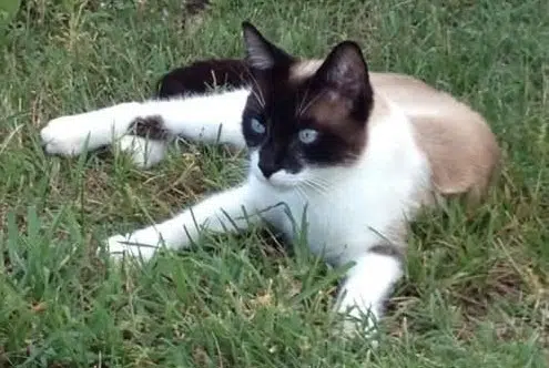 chat lost   31620 Fronton Figolu