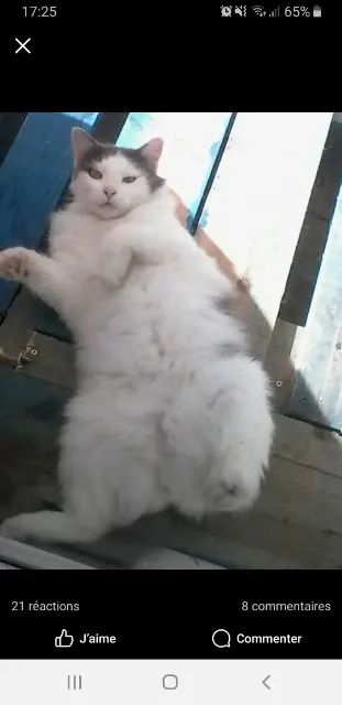 chat lost   31410 Longages Filou