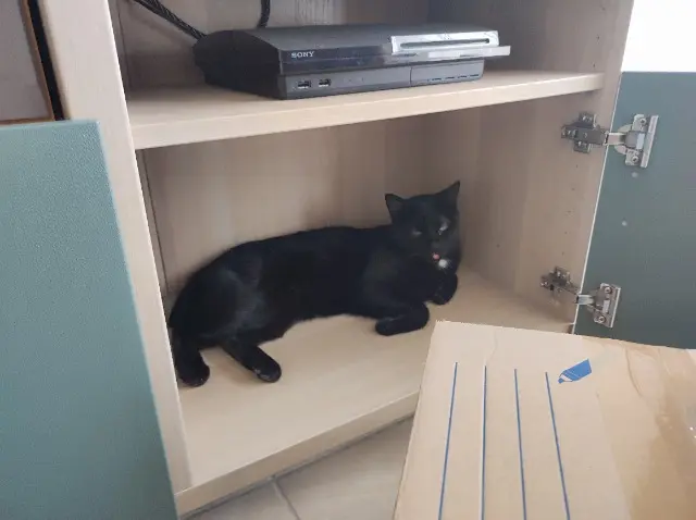 chat lost   31600 Muret Filou