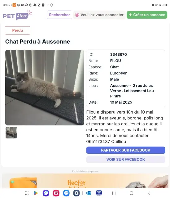 chat lost   31840 Aussonne Filou plus souvent appeler Mimi