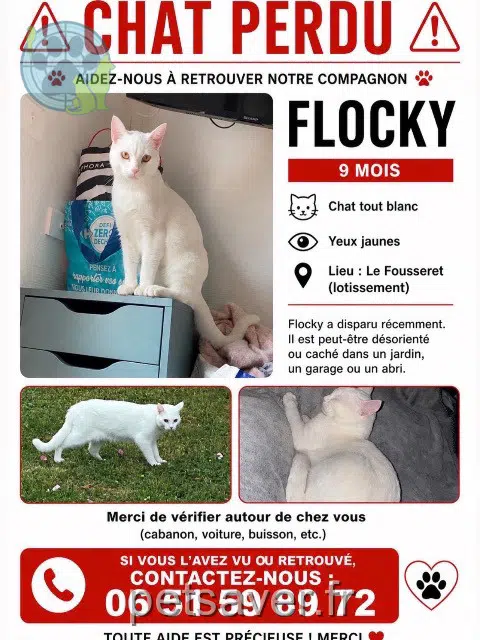 chat lost   31430 Le Fousseret Flocky