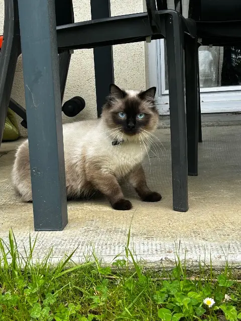 chat lost   31110 Saint-Mamet Flocon