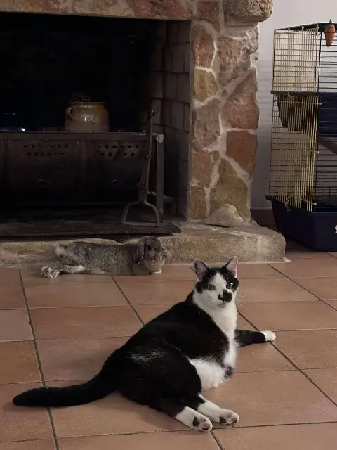 chat lost   31800 Landorthe Freddy