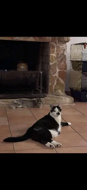 chat lost   31800 Landorthe Freddy