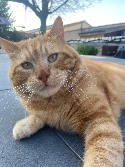 chat lost   31660 Bessières Fredfreddie