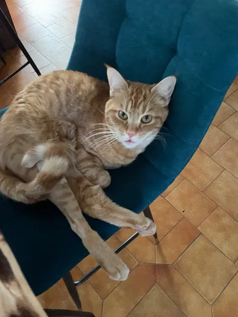 chat lost   31600 Seysses Gambas