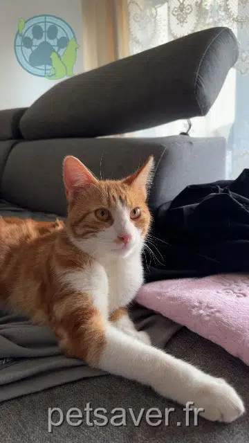 chat lost 31140 Launaguet Garfield