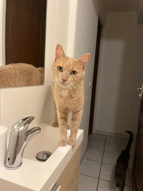 chat lost   31340 Villemur-sur-Tarn Garfield