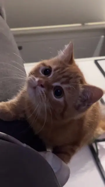 chat lost   31790 Saint-Jory Gargield