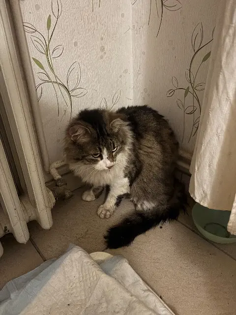 chat lost   31150 Gagnac-sur-Garonne Gautier