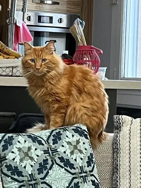 chat lost   31150 Fenouillet Goku