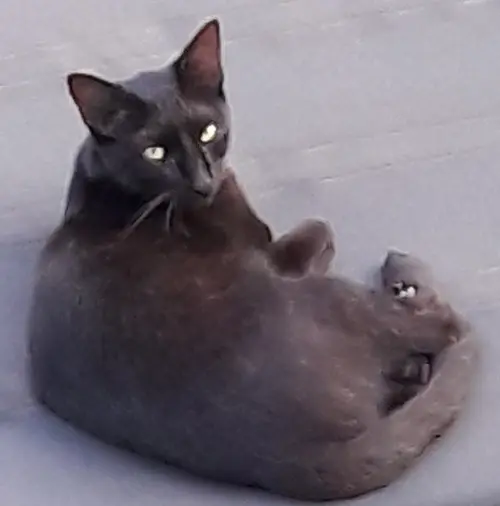 chat lost   31240 L'Union Guizmo