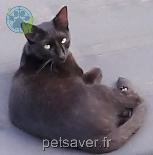 gato perdido 31240 L'Union Guizmo gato lost 31240 L'Union Guizmo